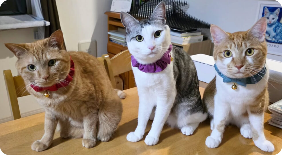 茶トラのリョウマ（R）、茶トラ白のリンタロウ（R）、そしてサバ白のシンサク（S）